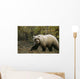 Grizzly On Autumn Tundra Highway Pass Denali Np Ak In Wall Mural