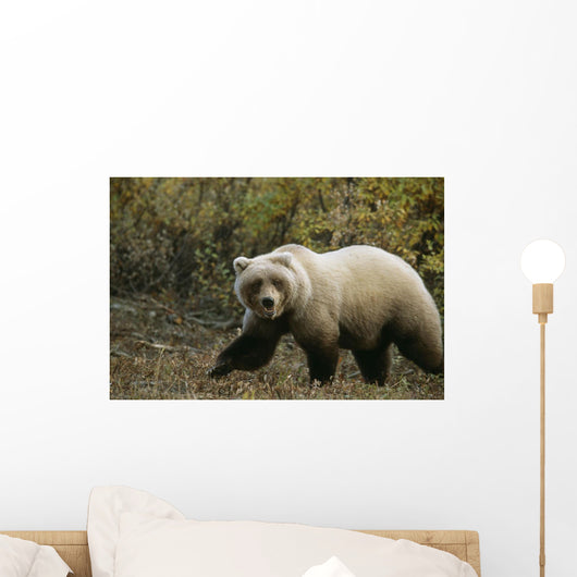Grizzly On Autumn Tundra Highway Pass Denali Np Ak In Wall Mural