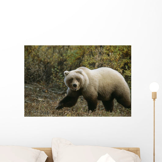 Grizzly On Autumn Tundra Highway Pass Denali Np Ak In Wall Mural
