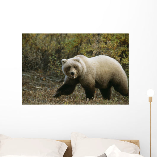 Grizzly On Autumn Tundra Highway Pass Denali Np Ak In Wall Mural