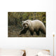 Grizzly On Autumn Tundra Highway Pass Denali Np Ak In Wall Mural