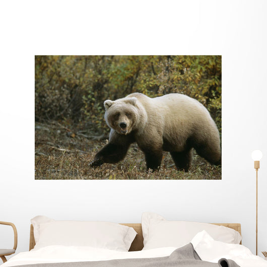 Grizzly On Autumn Tundra Highway Pass Denali Np Ak In Wall Mural