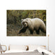 Grizzly On Autumn Tundra Highway Pass Denali Np Ak In Wall Mural