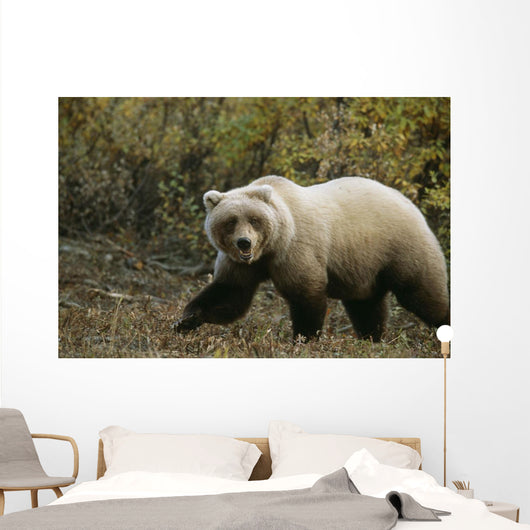 Grizzly On Autumn Tundra Highway Pass Denali Np Ak In Wall Mural