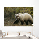 Grizzly On Autumn Tundra Highway Pass Denali Np Ak In Wall Mural