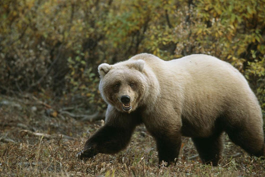 Grizzly On Autumn Tundra Highway Pass Denali Np Ak In Wall Mural