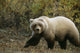 Grizzly On Autumn Tundra Highway Pass Denali Np Ak In Wall Mural