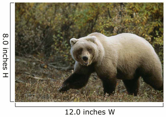 Grizzly On Autumn Tundra Highway Pass Denali Np Ak In Wall Mural