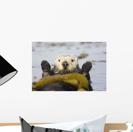 Sea Otters Rest Wrapped In Kelp Beds Pacific Ocean California Spring Wall Mural