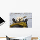 Sea Otters Rest Wrapped In Kelp Beds Pacific Ocean California Spring Wall Mural
