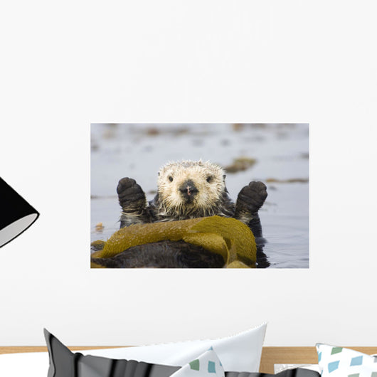 Sea Otters Rest Wrapped In Kelp Beds Pacific Ocean California Spring Wall Mural