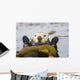 Sea Otters Rest Wrapped In Kelp Beds Pacific Ocean California Spring Wall Mural