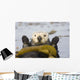 Sea Otters Rest Wrapped In Kelp Beds Pacific Ocean California Spring Wall Mural