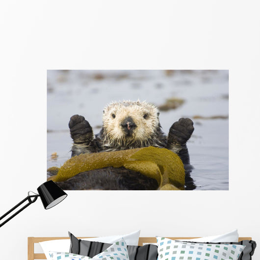 Sea Otters Rest Wrapped In Kelp Beds Pacific Ocean California Spring Wall Mural