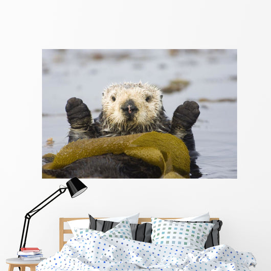 Sea Otters Rest Wrapped In Kelp Beds Pacific Ocean California Spring Wall Mural