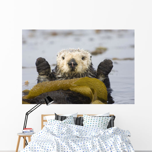 Sea Otters Rest Wrapped In Kelp Beds Pacific Ocean California Spring Wall Mural
