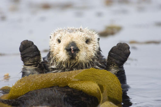 Sea Otters Rest Wrapped In Kelp Beds Pacific Ocean California Spring Wall Mural