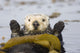 Sea Otters Rest Wrapped In Kelp Beds Pacific Ocean California Spring Wall Mural