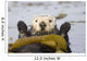 Sea Otters Rest Wrapped In Kelp Beds Pacific Ocean California Spring Wall Mural