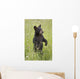 Black Bear Cub In Meadow Of Wildflowers Minnesota Spring Captive Wall Mural