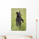 Black Bear Cub In Meadow Of Wildflowers Minnesota Spring Captive Wall Mural