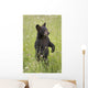 Black Bear Cub In Meadow Of Wildflowers Minnesota Spring Captive Wall Mural