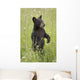 Black Bear Cub In Meadow Of Wildflowers Minnesota Spring Captive Wall Mural