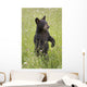 Black Bear Cub In Meadow Of Wildflowers Minnesota Spring Captive Wall Mural