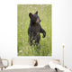 Black Bear Cub In Meadow Of Wildflowers Minnesota Spring Captive Wall Mural