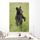 Black Bear Cub In Meadow Of Wildflowers Minnesota Spring Captive Wall Mural