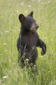 Black Bear Cub In Meadow Of Wildflowers Minnesota Spring Captive Wall Mural