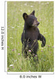 Black Bear Cub In Meadow Of Wildflowers Minnesota Spring Captive Wall Mural