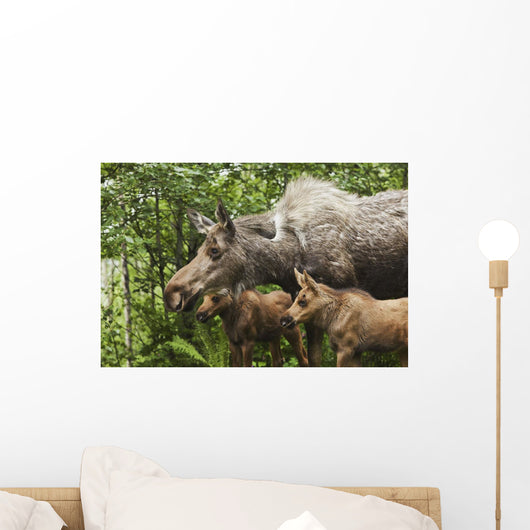 Two Newborn Moose Calves And Their Mother Keep Watchful Eyes Wall Mural