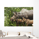 Two Newborn Moose Calves And Their Mother Keep Watchful Eyes Wall Mural
