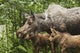 Two Newborn Moose Calves And Their Mother Keep Watchful Eyes Wall Mural