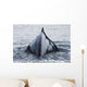 The Humped Back And Fin Of A Humpback Whale As It Dives To Feed Wall Mural