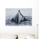 The Humped Back And Fin Of A Humpback Whale As It Dives To Feed Wall Mural
