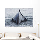 The Humped Back And Fin Of A Humpback Whale As It Dives To Feed Wall Mural