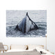 The Humped Back And Fin Of A Humpback Whale As It Dives To Feed Wall Mural