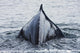The Humped Back And Fin Of A Humpback Whale As It Dives To Feed Wall Mural