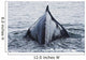 The Humped Back And Fin Of A Humpback Whale As It Dives To Feed Wall Mural
