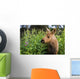 Young Moose Calf Standing Wall Mural