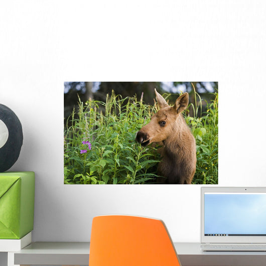 Young Moose Calf Standing Wall Mural