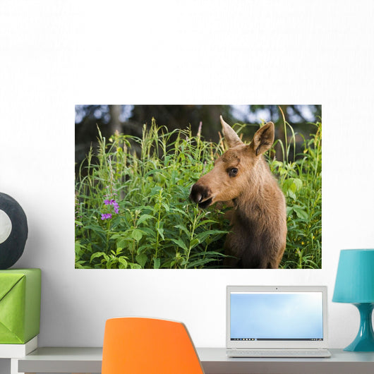 Young Moose Calf Standing Wall Mural