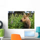 Young Moose Calf Standing Wall Mural