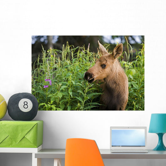 Young Moose Calf Standing Wall Mural