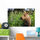 Young Moose Calf Standing Wall Mural