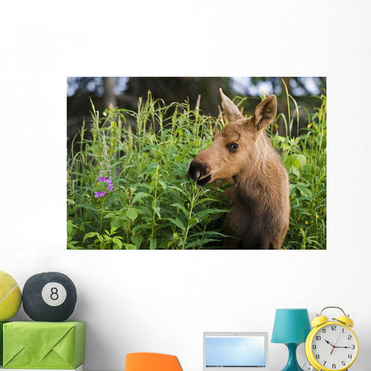 Young Moose Calf Standing Wall Mural