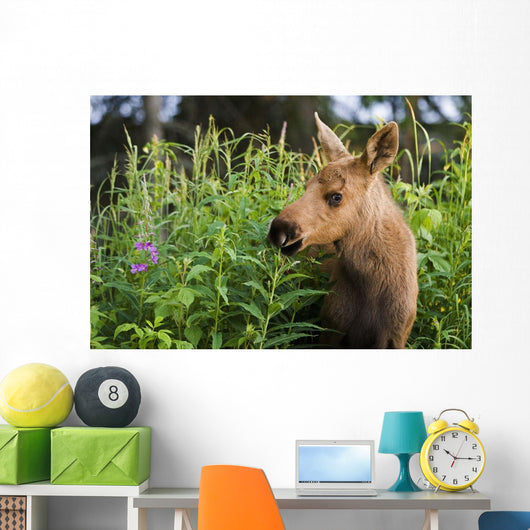 Young Moose Calf Standing Wall Mural