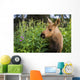 Young Moose Calf Standing Wall Mural